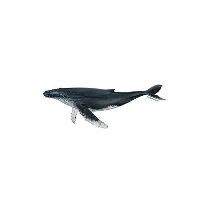 nadawhale
